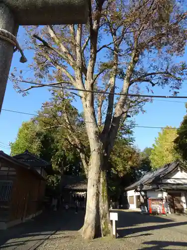 浅間神社の自然