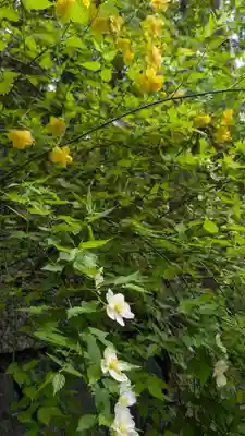 椎尾神社の自然