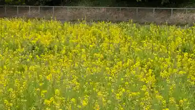 應神天皇惠我藻伏崗陵(誉田御廟山古墳)(大阪府)