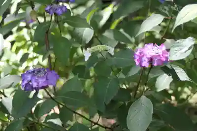 真正極楽寺（真如堂）(京都府)