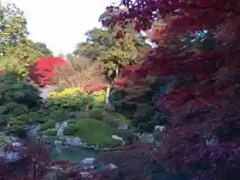 青蓮院門跡の庭園