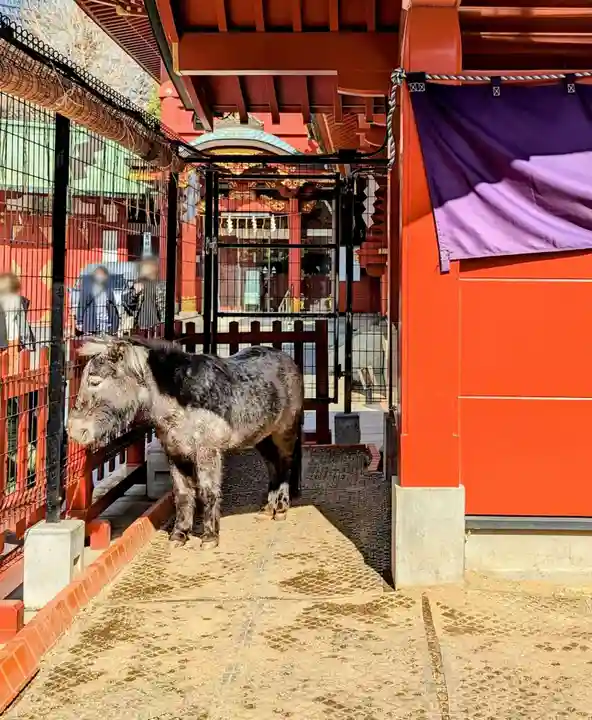 神田神社(神田明神)の動物