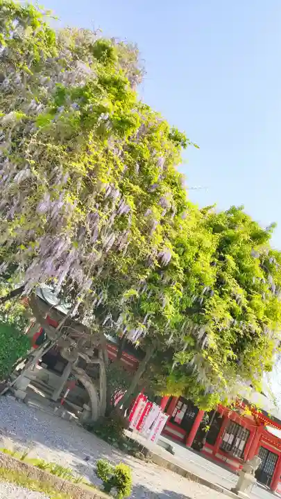 豊藤稲荷神社の自然