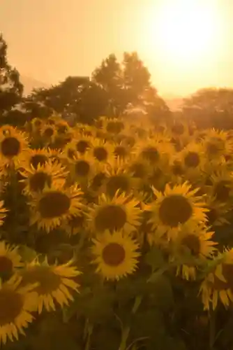 座間神社(神奈川県)