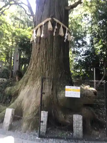 高尾山薬王院の自然