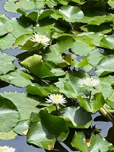 小松寺の庭園