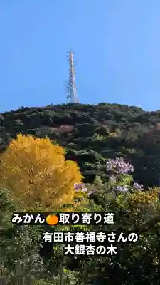 善福寺の{uncategorized: "未分類", other: "その他", undefined: "問題あり", building: "その他建物", grave: "お墓", sacred_gate: "鳥居", guardian: "狛犬", statue: "像", buddha: "仏像", history: "歴史", nature: "自然", garden: "庭園", animal: "動物", pagoda: "塔", temizu: "手水舎", mountain_gate: "山門・神門", sanctuary: "本殿・本堂", subordinate: "末社・摂社", art: "芸術", scenery: "景色", jizo: "地蔵", ema: "絵馬", goshuin: "御朱印", omikuji: "おみくじ", items: "授与品その他", amulet: "お守り", goshuincho: "御朱印帳", eats: "食事", festival: "お祭り", votive_dance: "神楽", shichigosan: "七五三参", wedding: "結婚式", experience: "体験その他", initially: "初詣", around: "周辺", anti_infection: "感染症対策"}