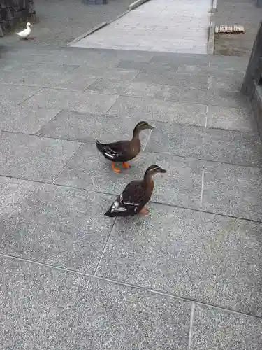 平塚八幡宮(神奈川県)