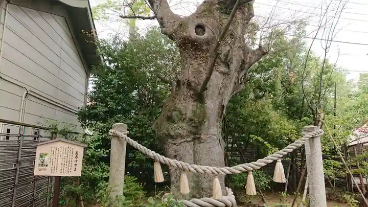 溝口神社の自然