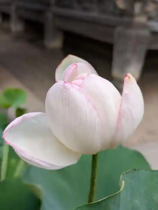 題経寺(柴又帝釈天)(東京都)