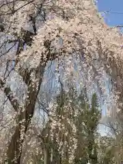 清雲寺の自然