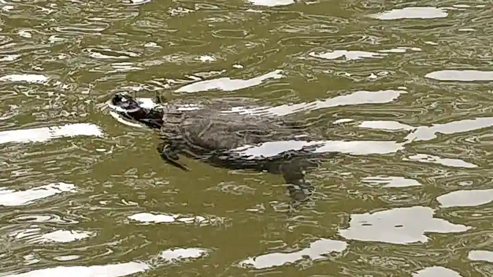 越ヶ谷久伊豆神社の動物