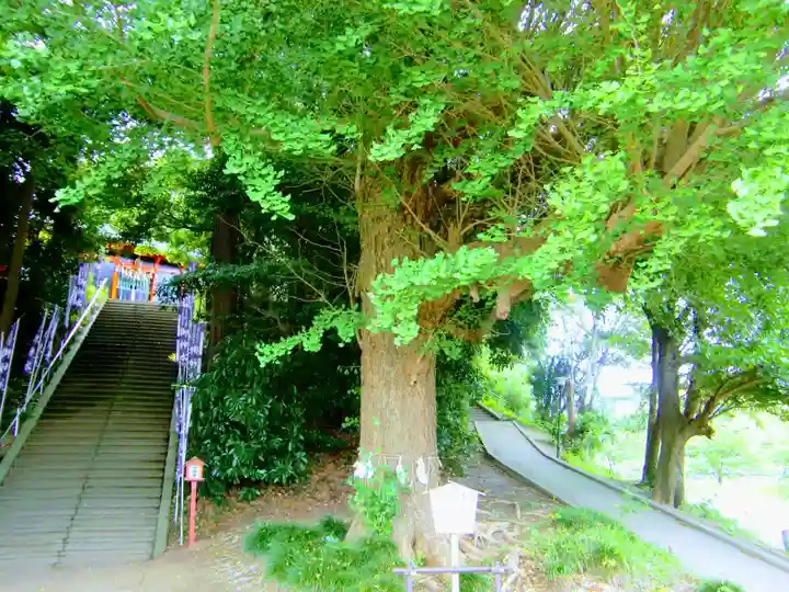 浅間神社の自然