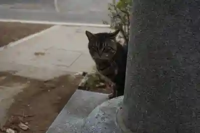 天形星神社の動物
