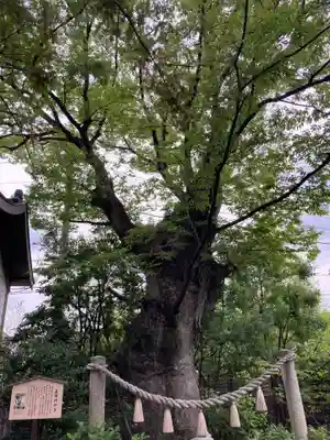 溝口神社(神奈川県)