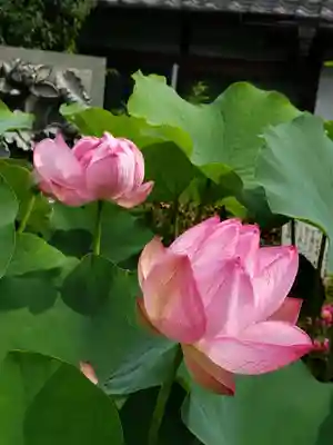 長善寺(東京都)