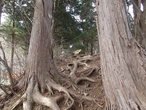 武蔵御嶽神社奥の院の自然