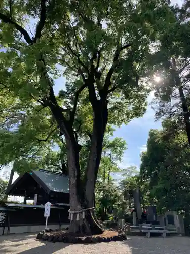 玉村八幡宮(群馬県)