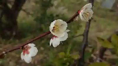 観音堂（粟倉）の自然