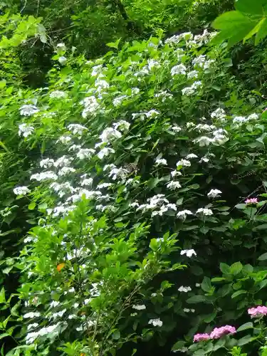 御霊神社の自然