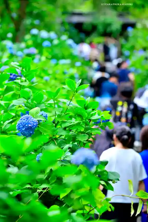 明月院(神奈川県)