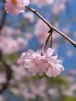 鳩森八幡神社(東京都)