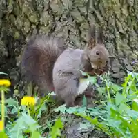 美幌神社の動物