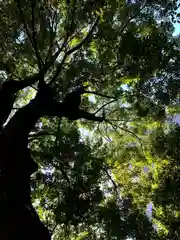 洲崎神社の自然