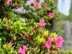 菱野健功神社の自然