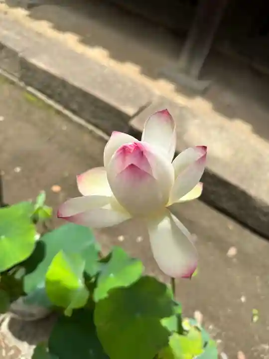 大樹寺(松安院大樹寺)(愛知県)