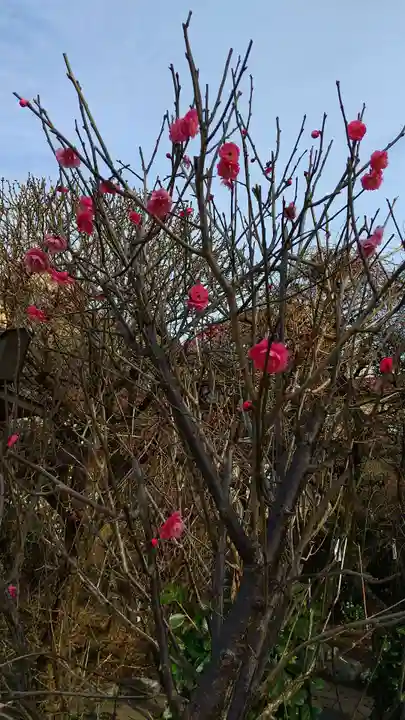小村井 香取神社の自然