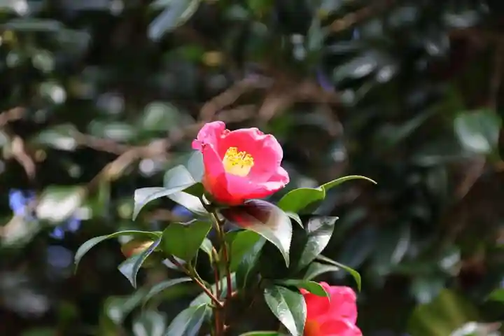 高木神社の自然