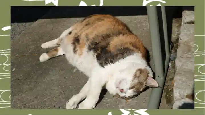 賀茂別雷神社(栃木県)