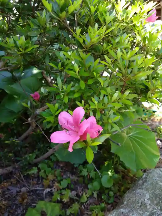 紅葉八幡宮の自然