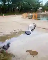 秋葉神社(愛知県)