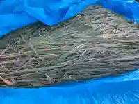 總社 和田八幡宮(福井県)