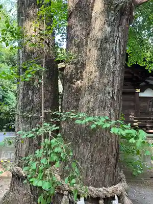 玉敷神社(埼玉県)