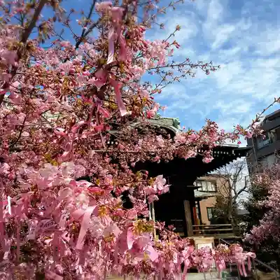 桜神宮(東京都)