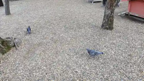 住吉大社の動物