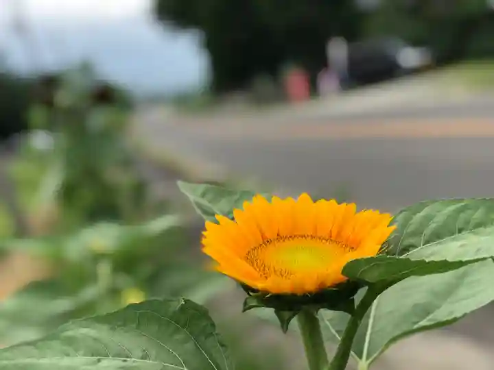 高司神社〜むすびの神の鎮まる社〜の自然