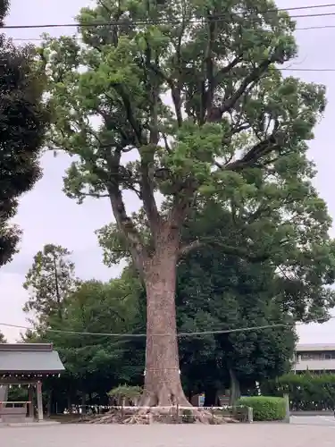 健軍神社(熊本県)