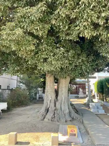 御嶽神社の{uncategorized: "未分類", other: "その他", undefined: "問題あり", building: "その他建物", grave: "お墓", sacred_gate: "鳥居", guardian: "狛犬", statue: "像", buddha: "仏像", history: "歴史", nature: "自然", garden: "庭園", animal: "動物", pagoda: "塔", temizu: "手水舎", mountain_gate: "山門・神門", sanctuary: "本殿・本堂", subordinate: "末社・摂社", art: "芸術", scenery: "景色", jizo: "地蔵", ema: "絵馬", goshuin: "御朱印", omikuji: "おみくじ", items: "授与品その他", amulet: "お守り", goshuincho: "御朱印帳", eats: "食事", festival: "お祭り", votive_dance: "神楽", shichigosan: "七五三参", wedding: "結婚式", experience: "体験その他", initially: "初詣", around: "周辺", anti_infection: "感染症対策"}