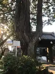 行善寺(東京都)