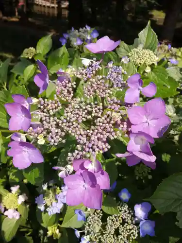 間々田八幡宮の自然