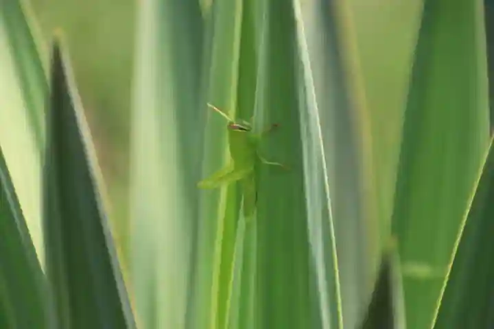 大六天麻王神社の自然