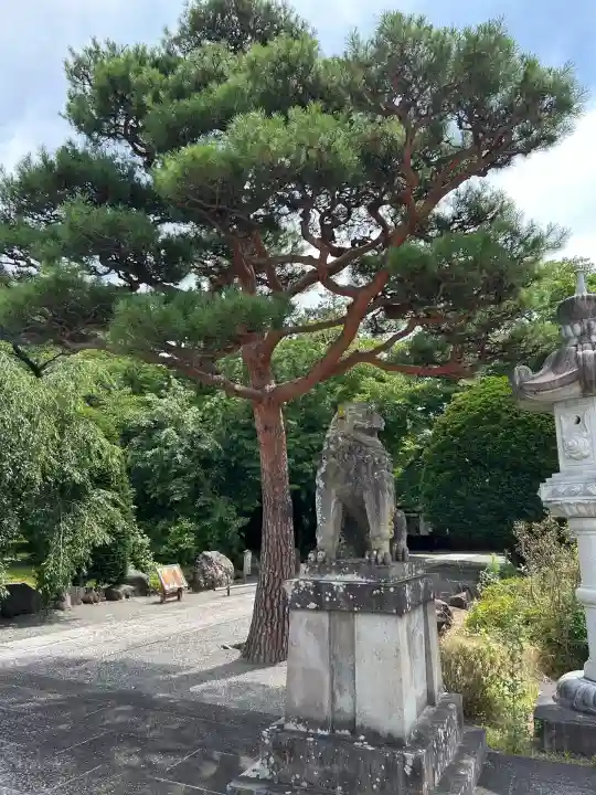 長野縣護國神社の狛犬