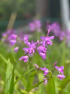 皷楽神社(山梨県)