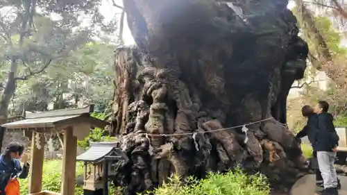 來宮神社(静岡県)