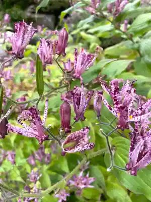 青龍山 吉祥寺(群馬県)