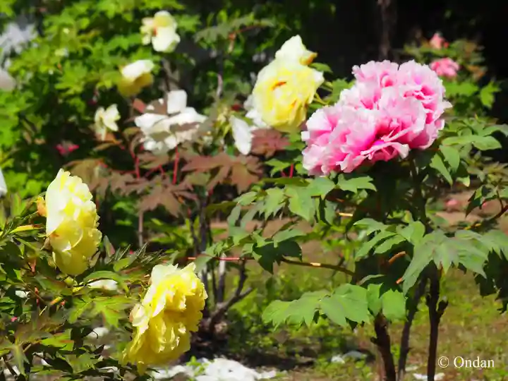 本満寺(本願満足寺)(京都府)